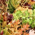 coco peat for succulents