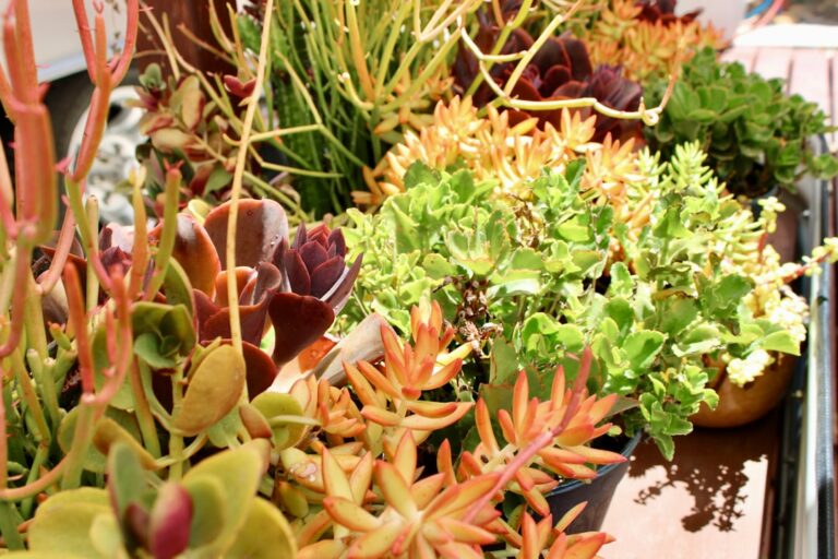 coco peat for succulents