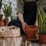 ideas for indoor plant pots