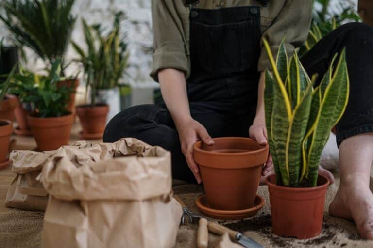 ideas for indoor plant pots
