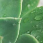 how often water succulents