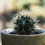 keeping cactus at home