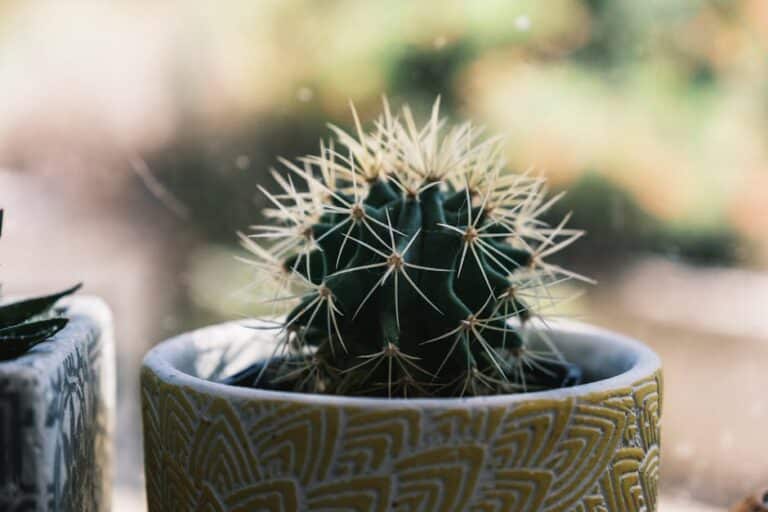 keeping cactus at home