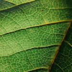 are my succulents over or underwatered