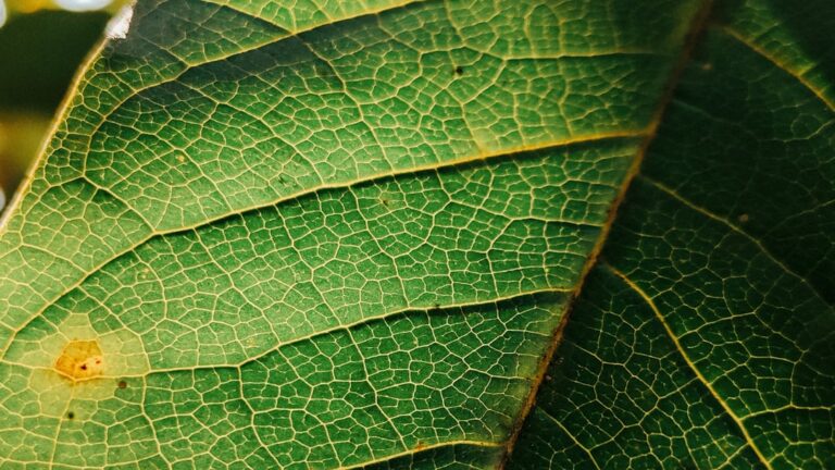 are my succulents over or underwatered