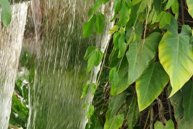 essential succulent drainage guide
