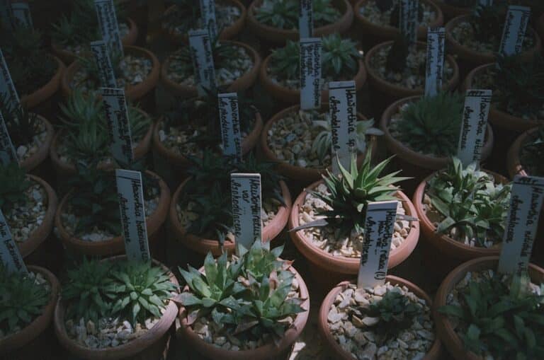 types of potted succulents
