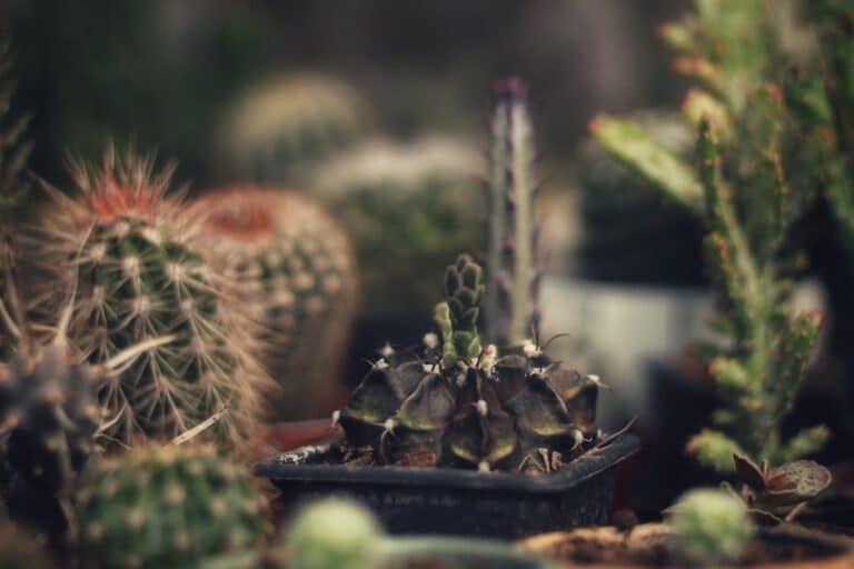 small house cactus plants