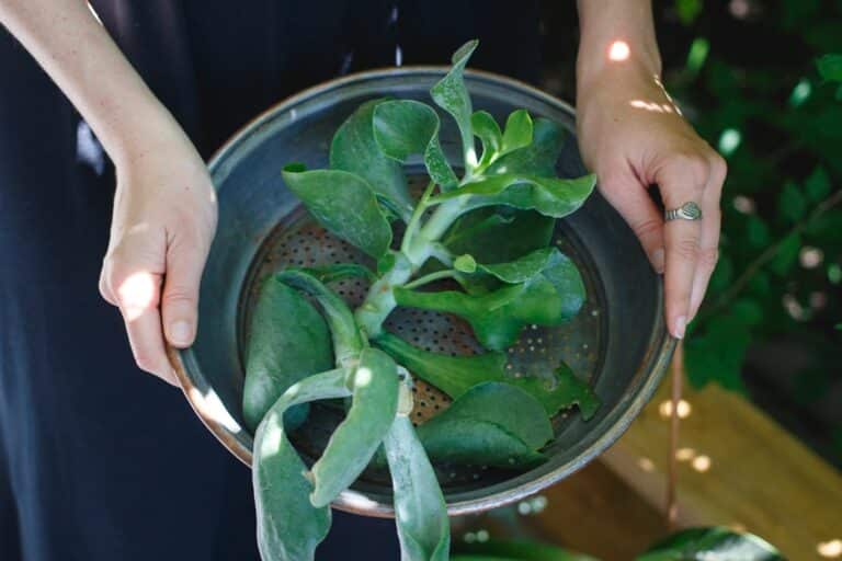 how to pot succulents