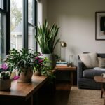 low light cactus plants