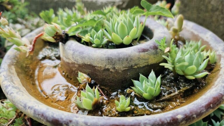 succulent pot without drainage