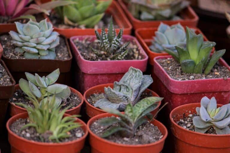 lightweight succulent pots plastic