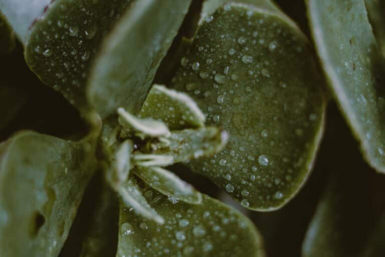 mealybug treatment watering succulents