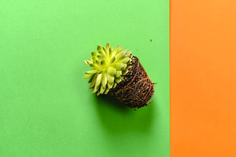 prevent succulent root rot