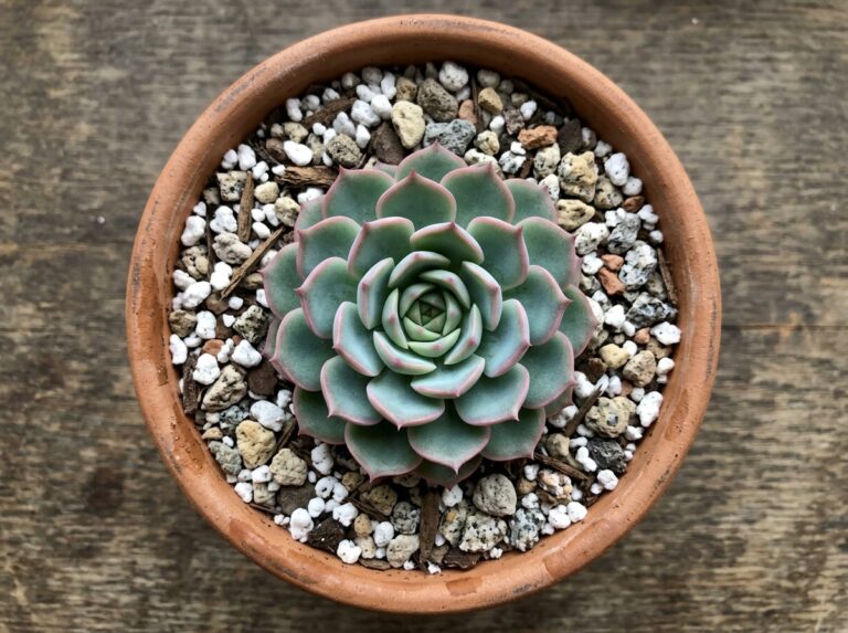 echeveria soil mix