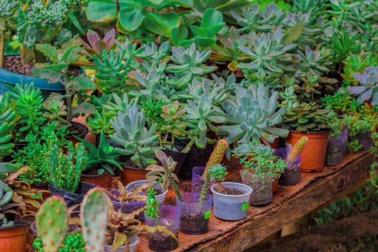 add drainage to succulent pots