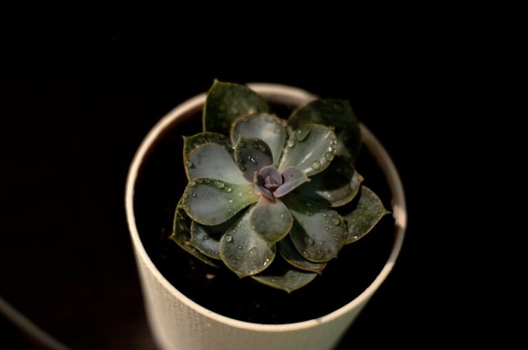 best succulent watering schedule