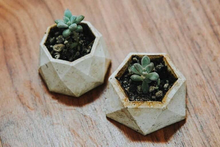 diy wall succulent planter