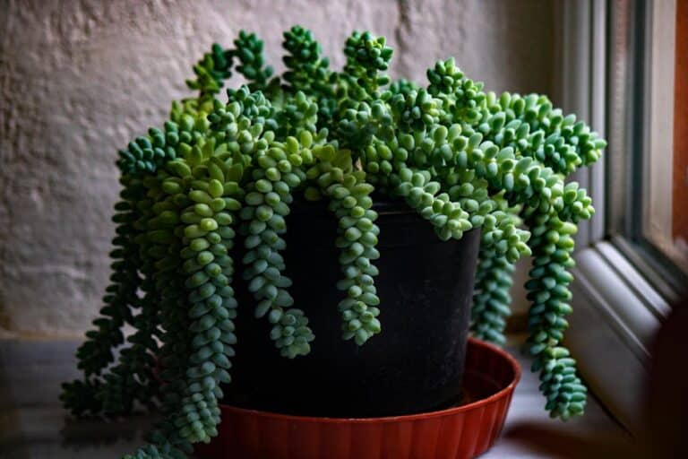 indoor succulents low light
