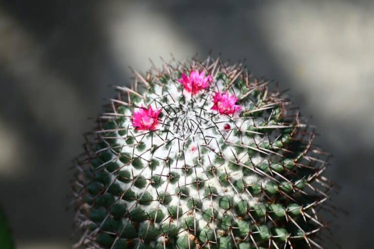 christmas cactus care tips