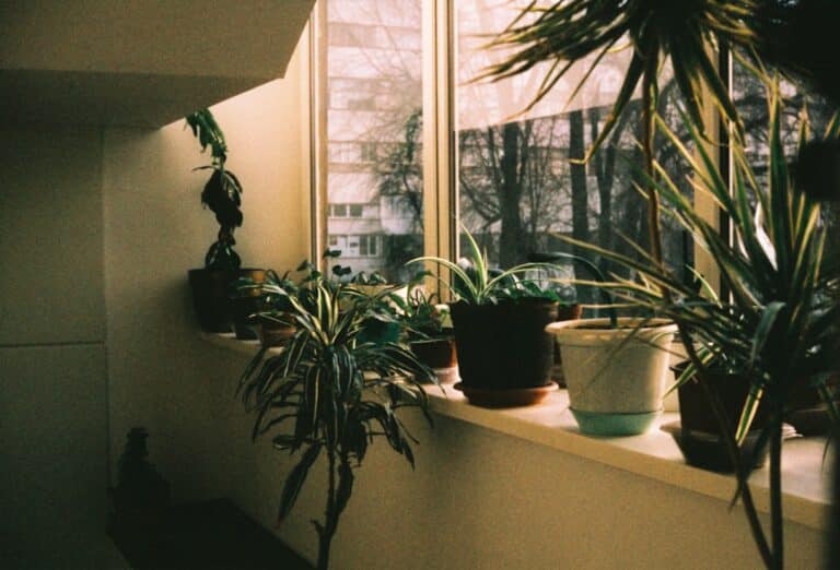 ultimate apartment succulent guide