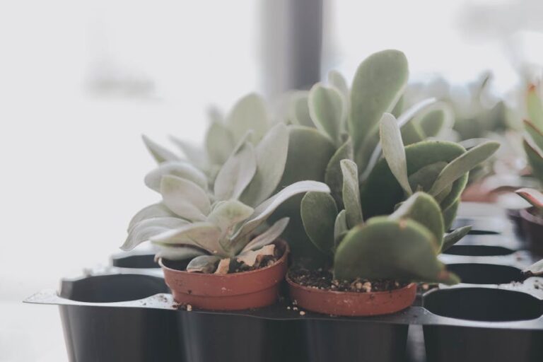 how to take care of succulents at home