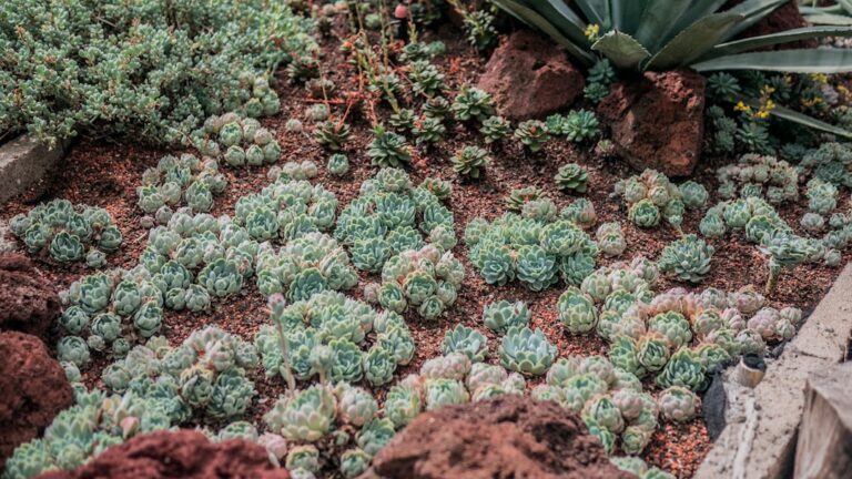 how to make planting material for succulents