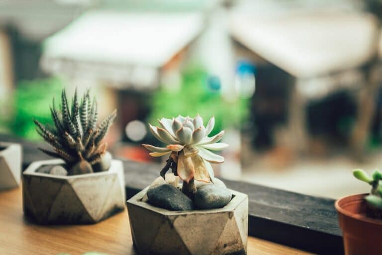 modern succulent pot arrangements