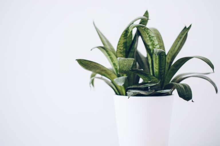low maintenance apartment plants