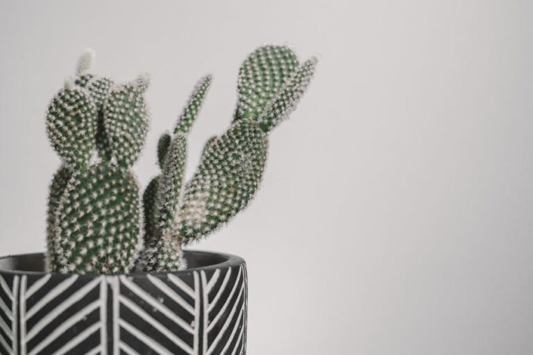 succulent drainage for opuntia
