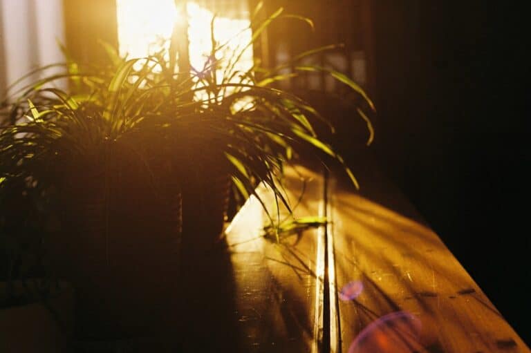 bright light succulent schedule