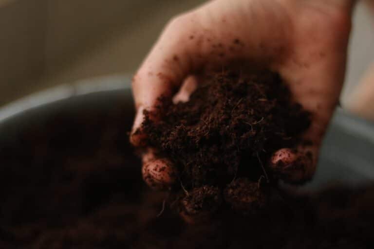 best succulent potting soil