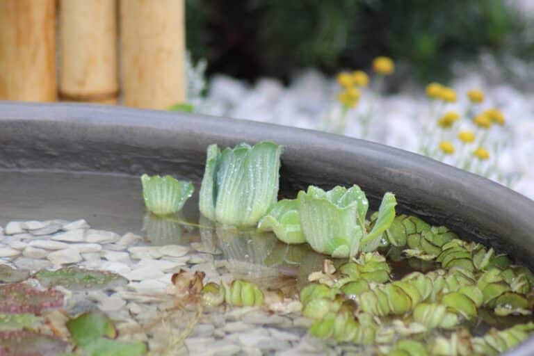 bottom watering succulents technique