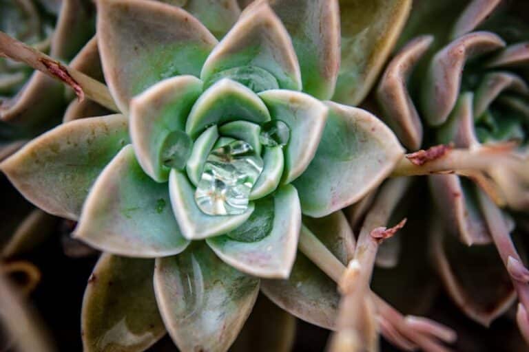 how often to water succulents