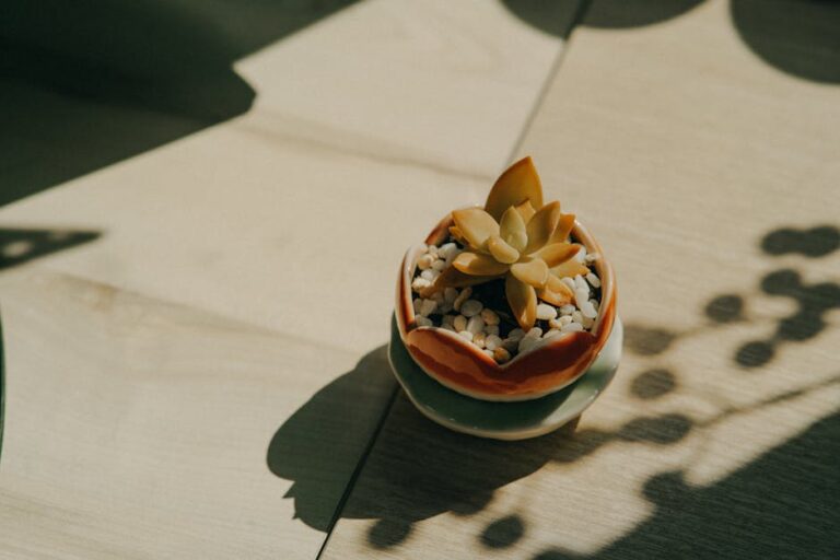 succulent drainage in shallow pots