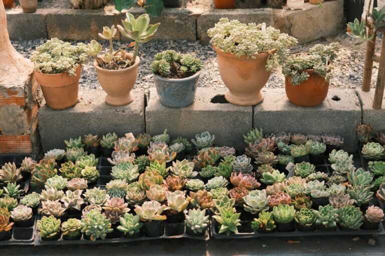 succulent pot arrangement ideas