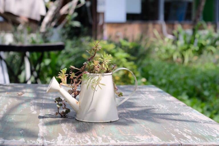 beginner succulent watering chart