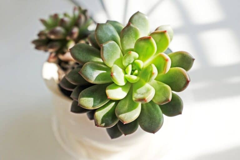 succulent need light