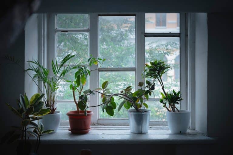 succulents for low light