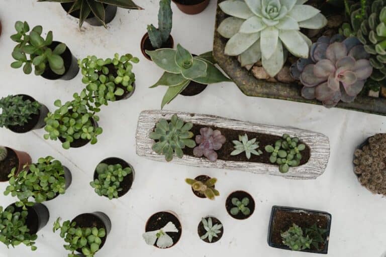 best succulent planter materials
