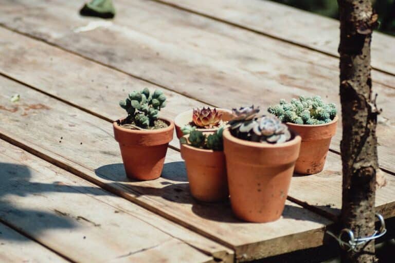 terracotta pots succulent drainage