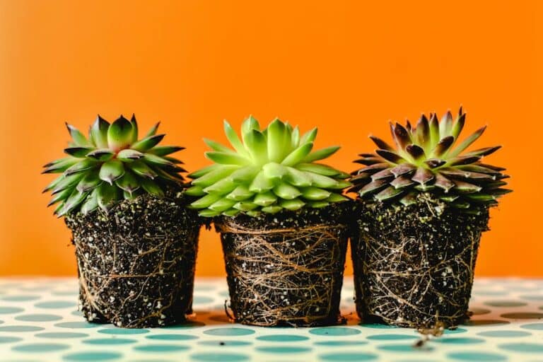 humidity impact succulent rooting