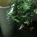 succulent drainage in plastic pots