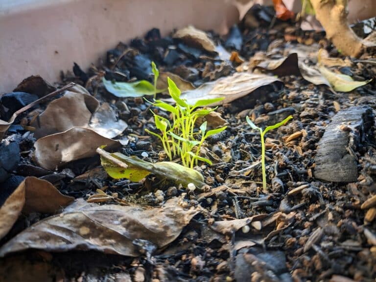 seed starting succulent moisture