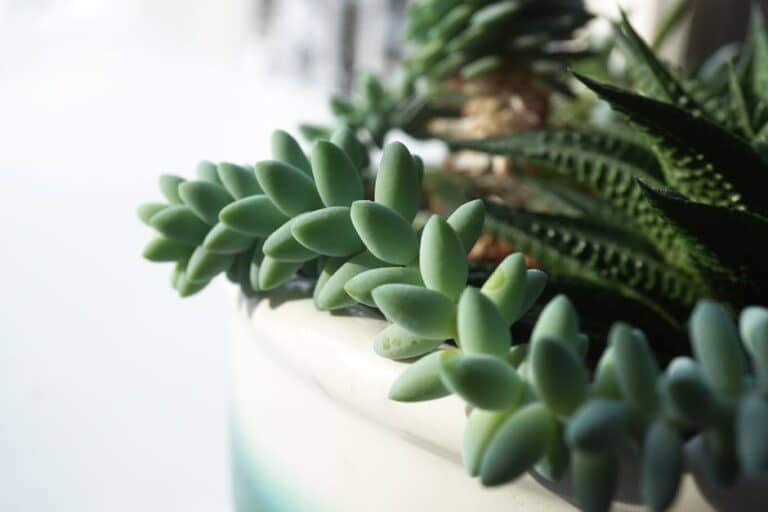 looking after succulents indoors