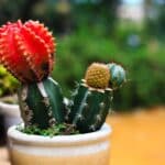 grafted succulent watering guide