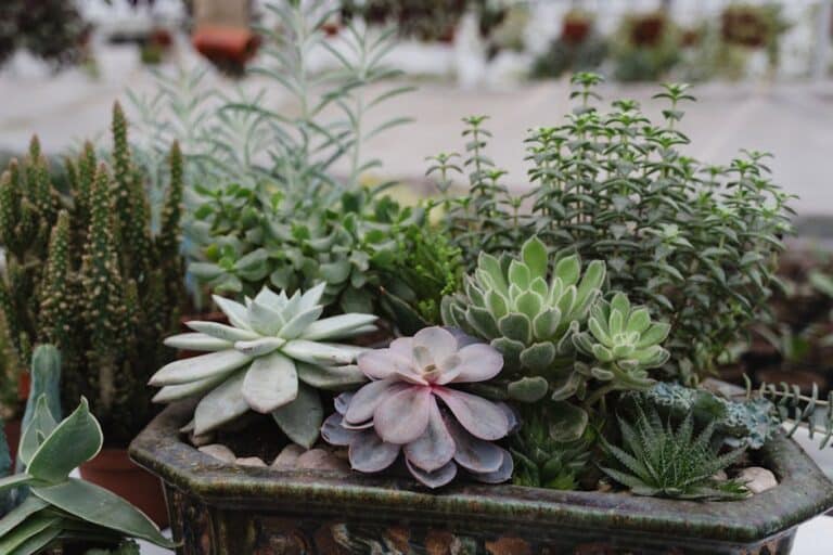 diy succulent planter