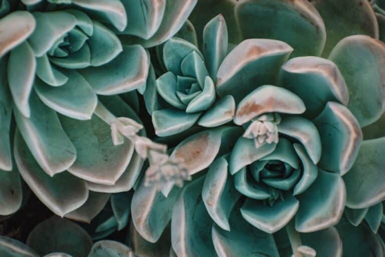 echeveria succulent soil blend