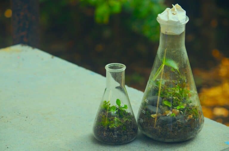bottle diy succulent terrarium