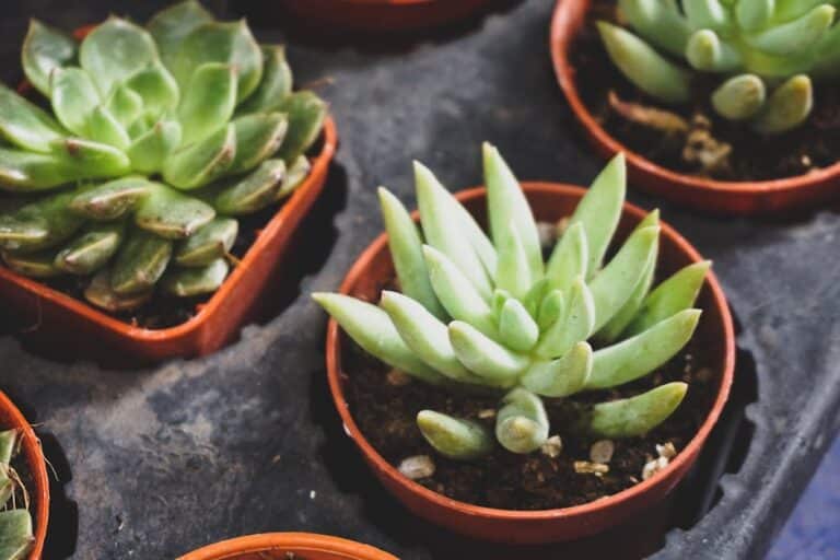 house plant succulents